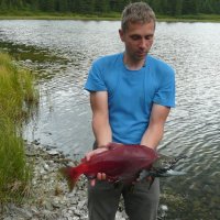Honzův Humpy salmon