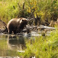 Grizzly na lovu