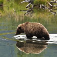 Grizzly pátrá po lososech