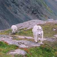 Kamzík bělák na Crow Pass