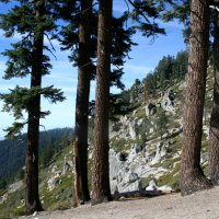Sequoia