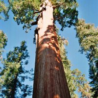 Sequoia