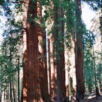 Sequoia