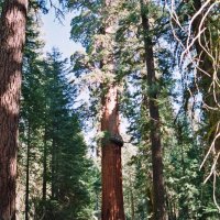 Sequoia
