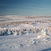 Snørvillen